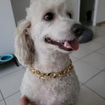 Cuban Link Dog Chain 14 Inch photo review