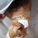 Pitbull Gold Chain  Stainless Steel Gold Boost Your Confidence photo review