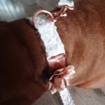 Rose Gold Dog Collar Adjustable for Small Medium Large Dogs Lace Design photo review