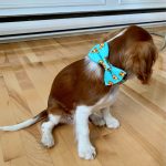 Rose Gold  Dog Collar  With Bow Tie For Big And Small Dog:Soft and Durable photo review