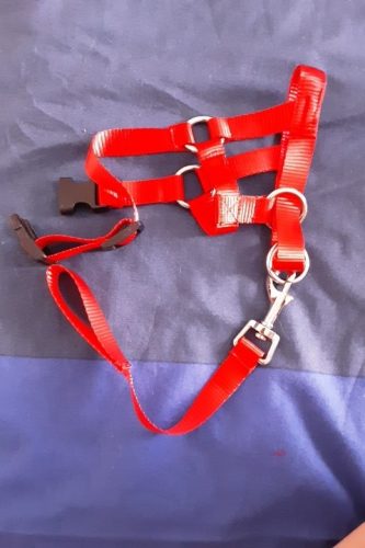 Gentle Leader Leash For Dogs:Helps Stop Barking Chewing And Biting photo review