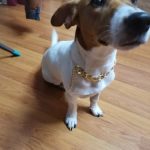 Cuban Link Dog Chain 14 Inch photo review