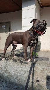 Cuban Dog Collars Good For Pitbull And Bulldogs photo review