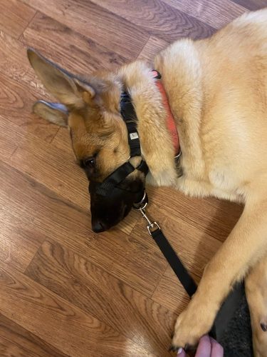 Gentle Leader Leash For Dogs:Helps Stop Barking Chewing And Biting photo review