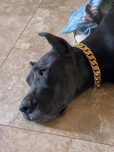Cuban Dog Collars Good For Pitbull And Bulldogs photo review