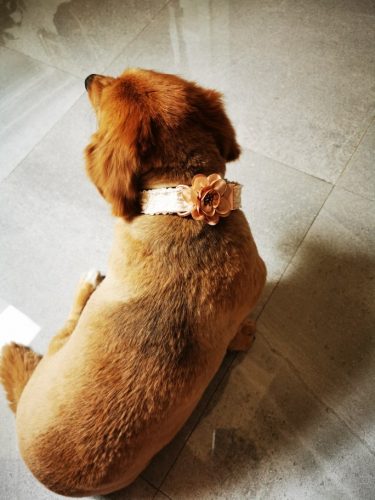 Rose Gold Dog Collar Adjustable for Small Medium Large Dogs Lace Design photo review