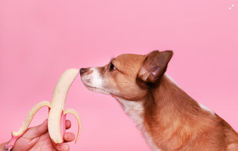 can dog eat bananas