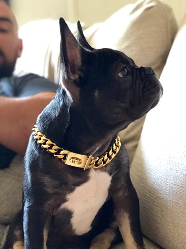 picture of pitbull happy with gold chain