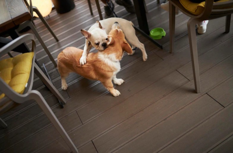 picture of 2 dogs fighting