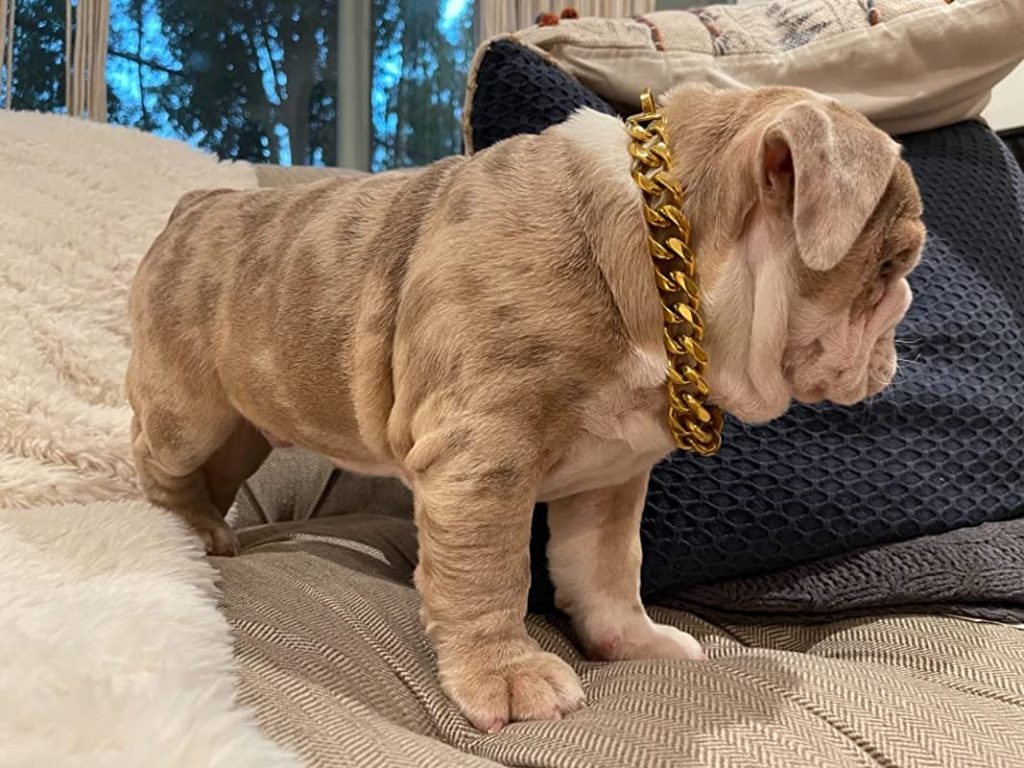 picture of pitbull wearing gold chain in bed