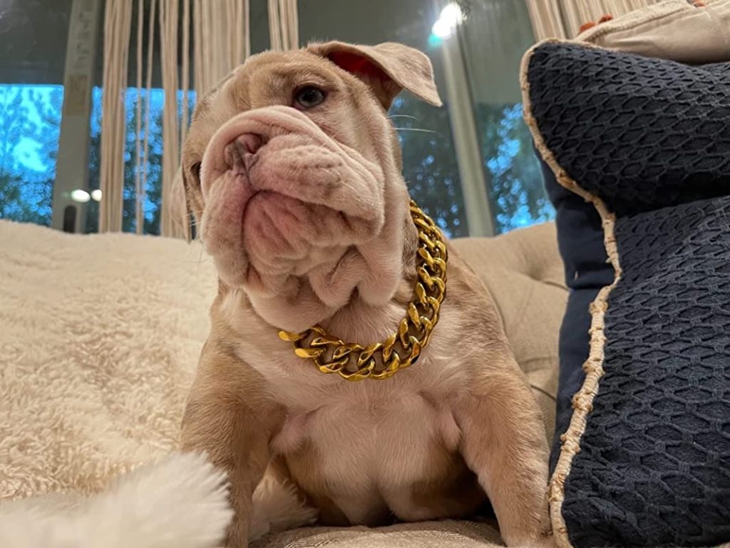 picture of pitbull wearing gold chain
