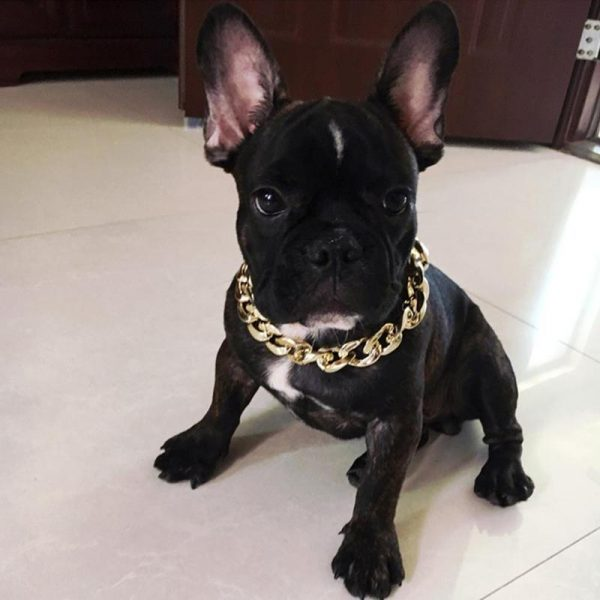 picture of frenchie dog  with gold chain
